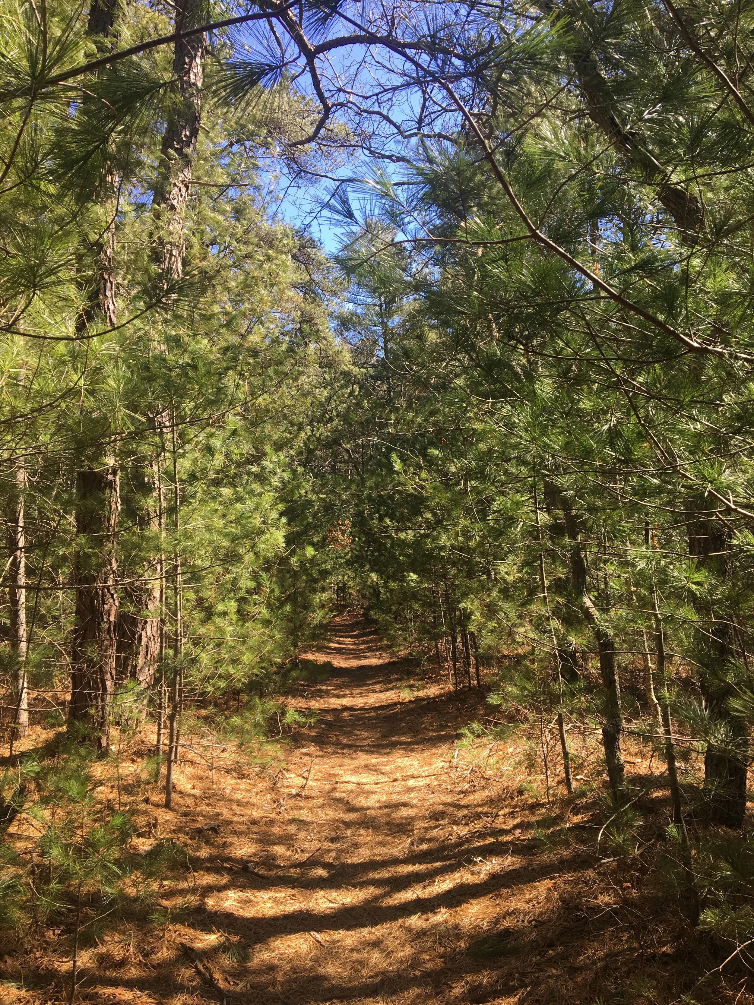 East End Explorers Group: Sagg Swamp Preserve