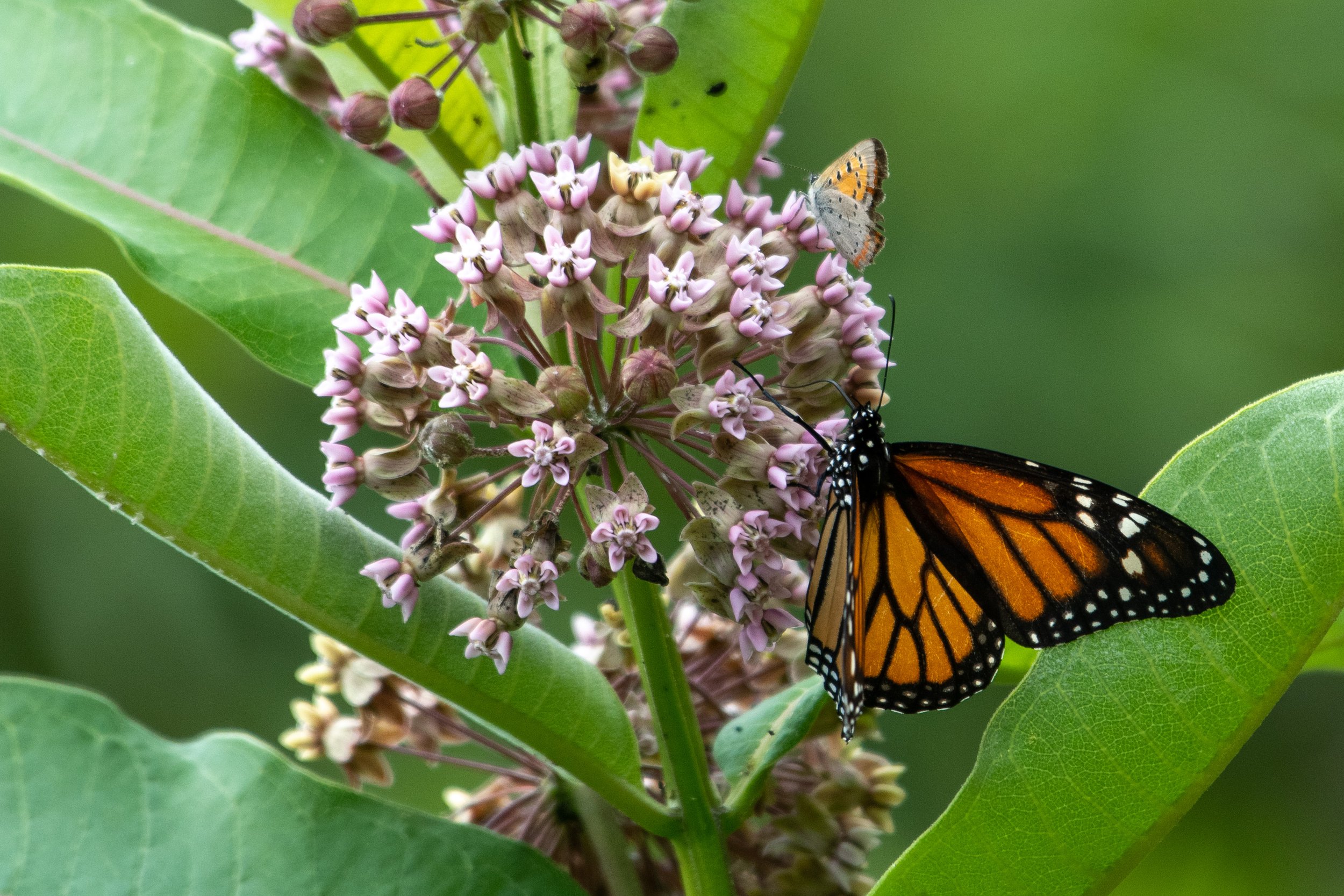 Monarch Waystation Garden Tour &amp; Talk