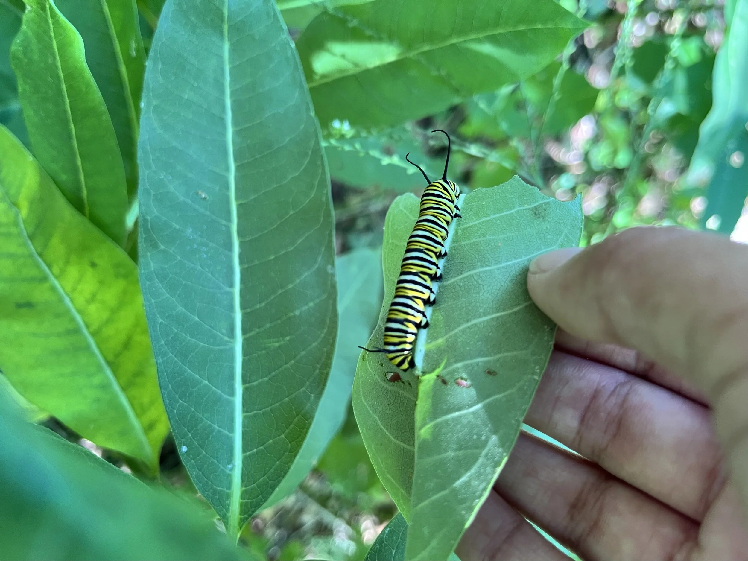 Monarch caterpillar on a leaf on the North Fork of Long Island