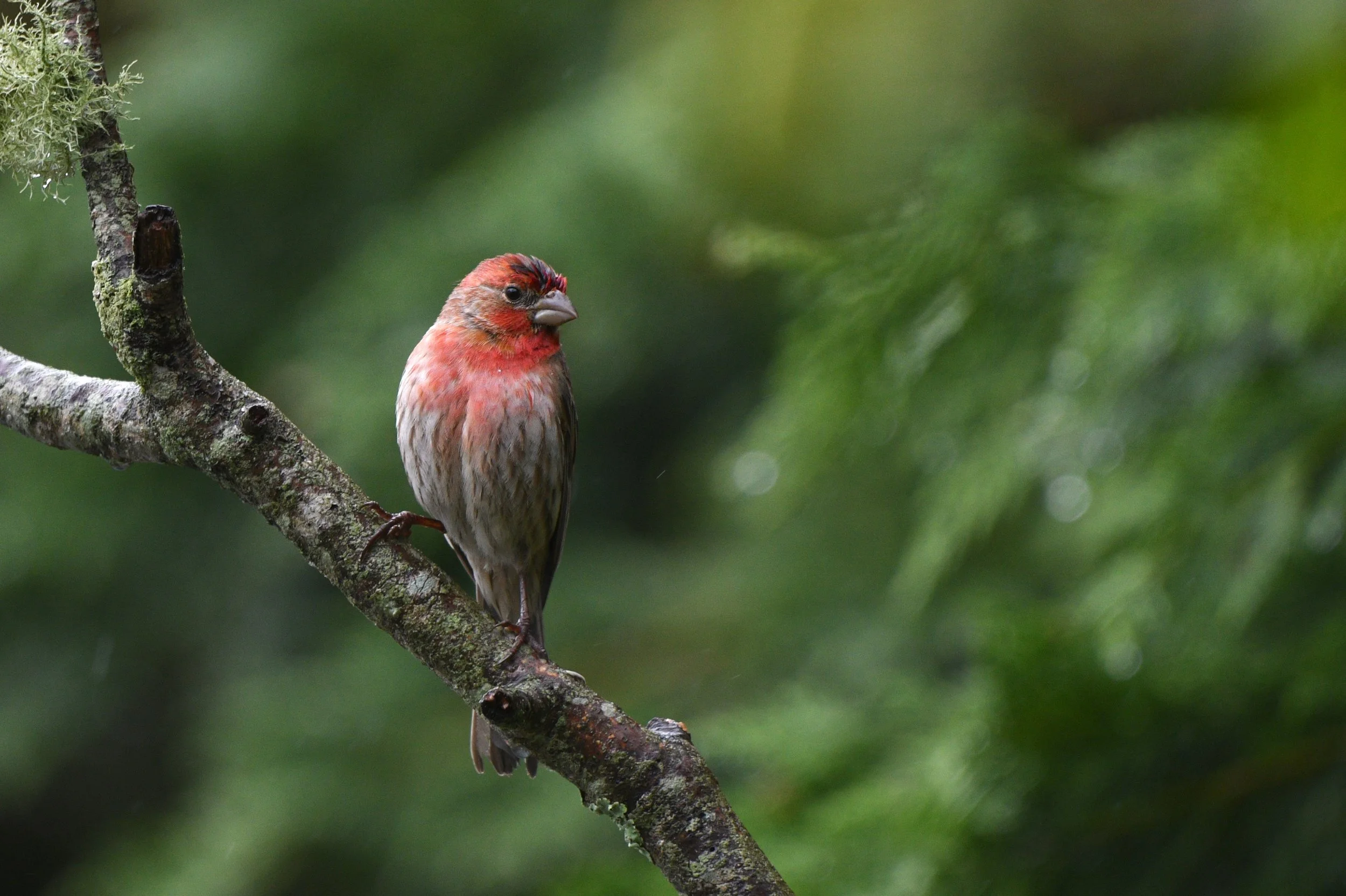 House finch on a branch