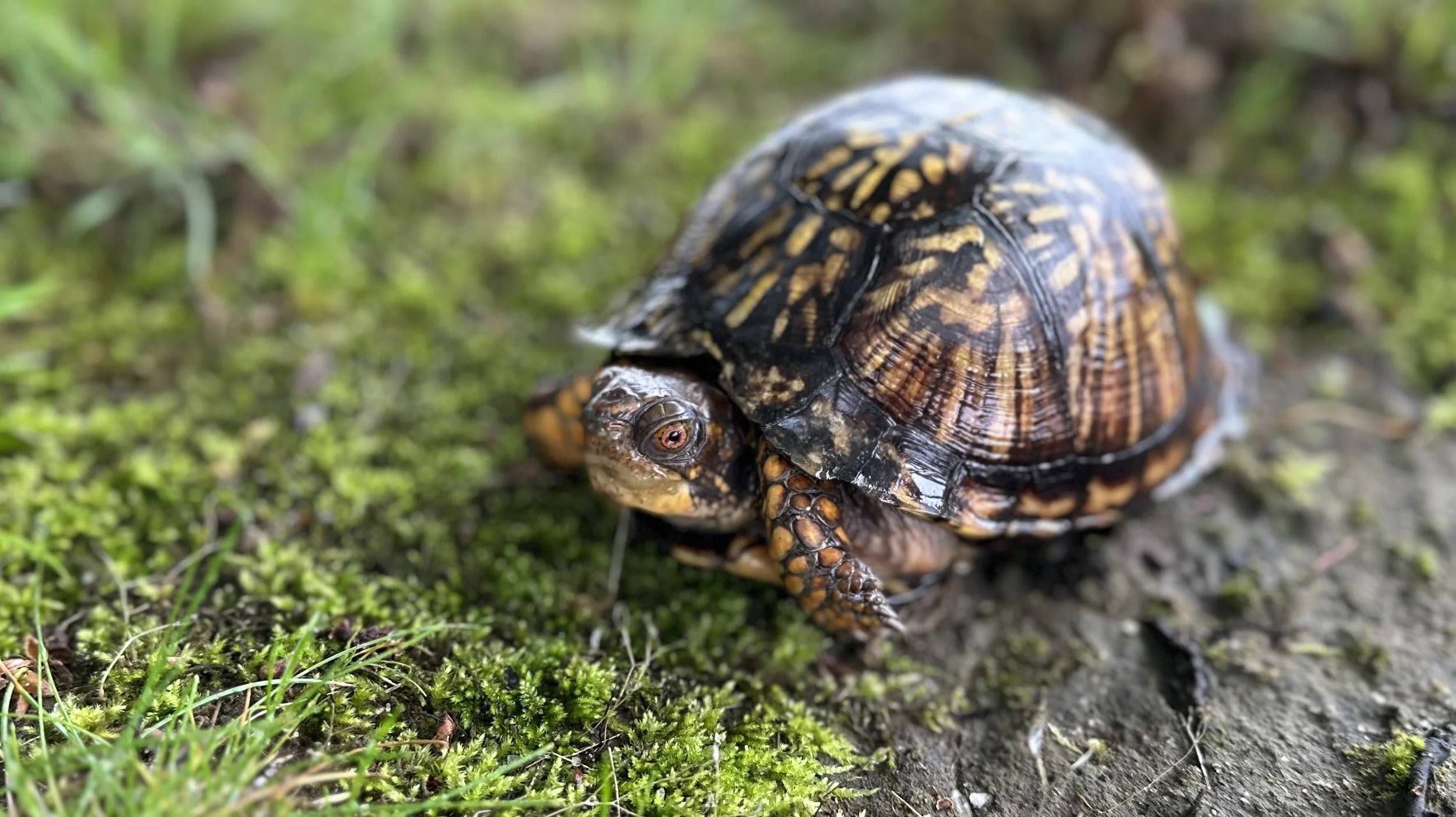 Eastern box turtle on the North Fork