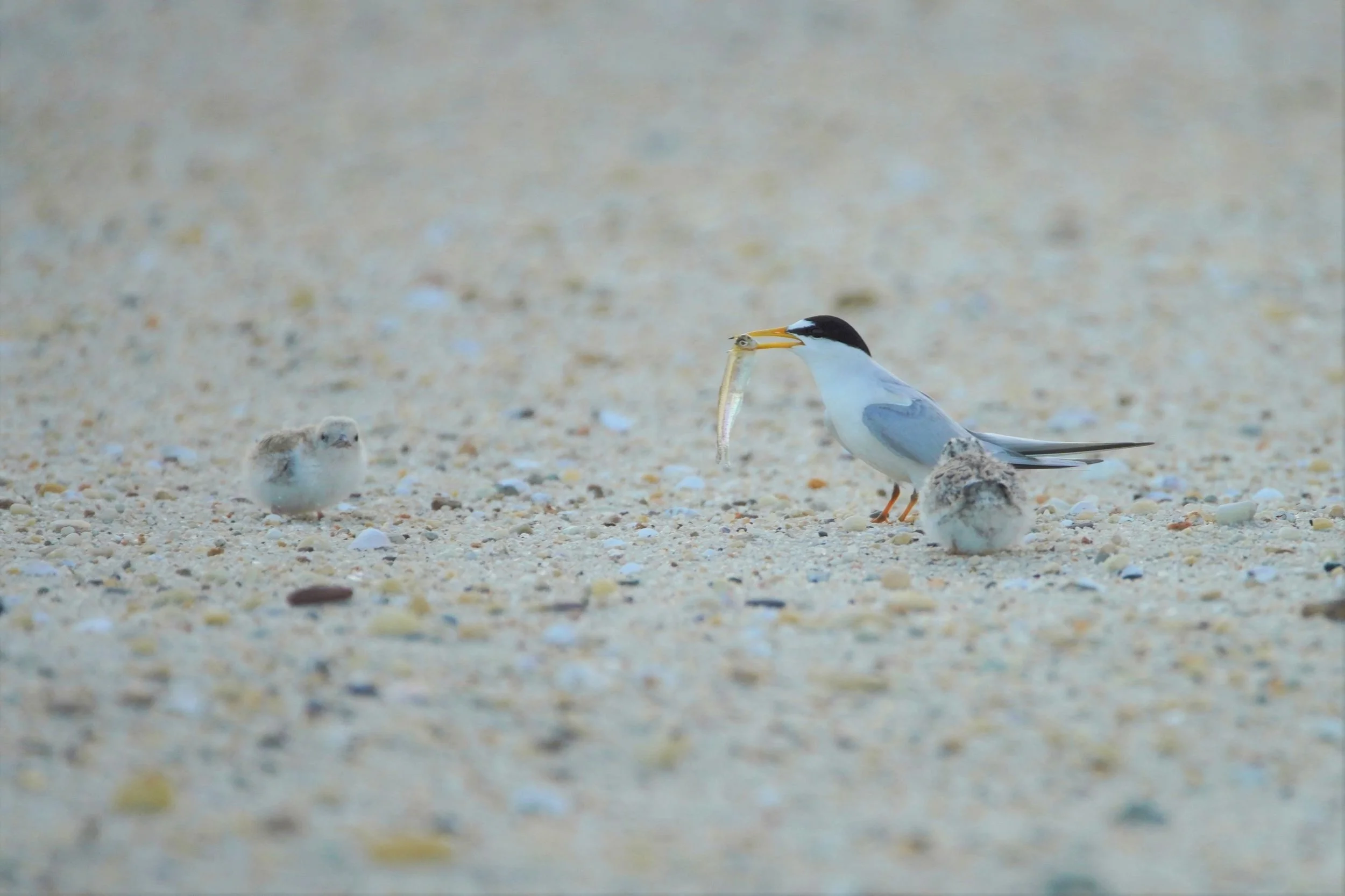 ‘Be a Good Egg’ on the Beach