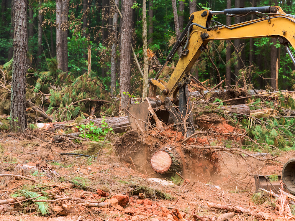 Heavy equipment clearing cut down trees_Southampton Town passes legislation to prevent land disturbance