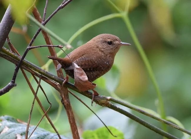 First-Time Birder's Hour