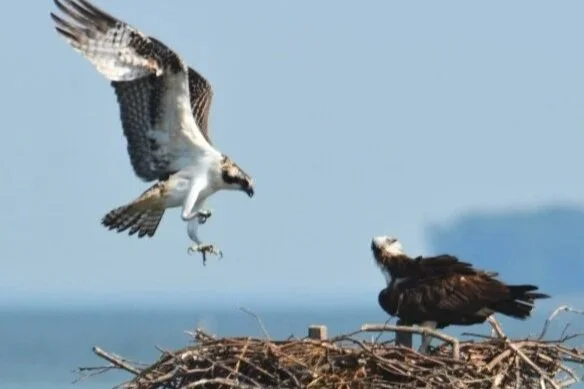 Osprey Talk