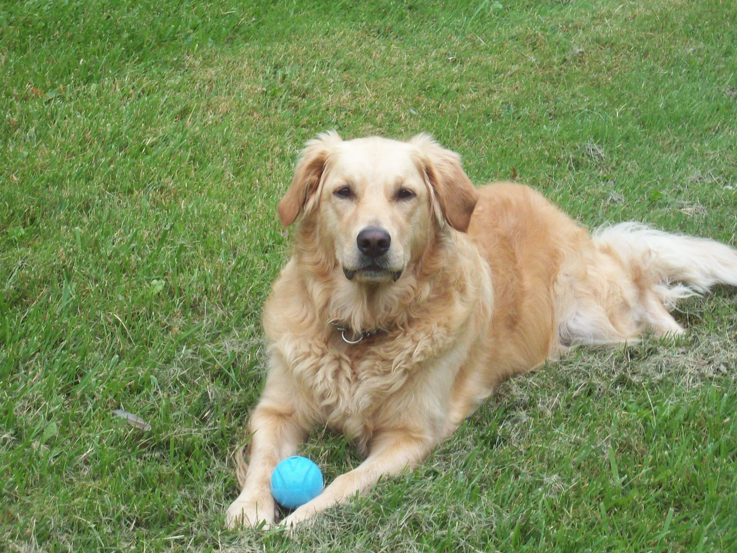 Unified K9 Behaviour Centre? What is that?