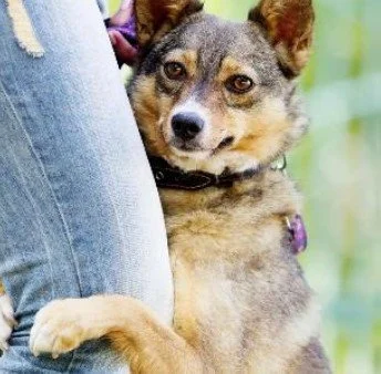 Dog Body Language Deep Dive.  An Article in the speaking of dogs newsletter