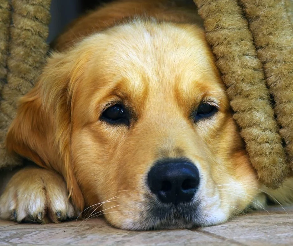 The Hidden Cost of Board and Train Programs