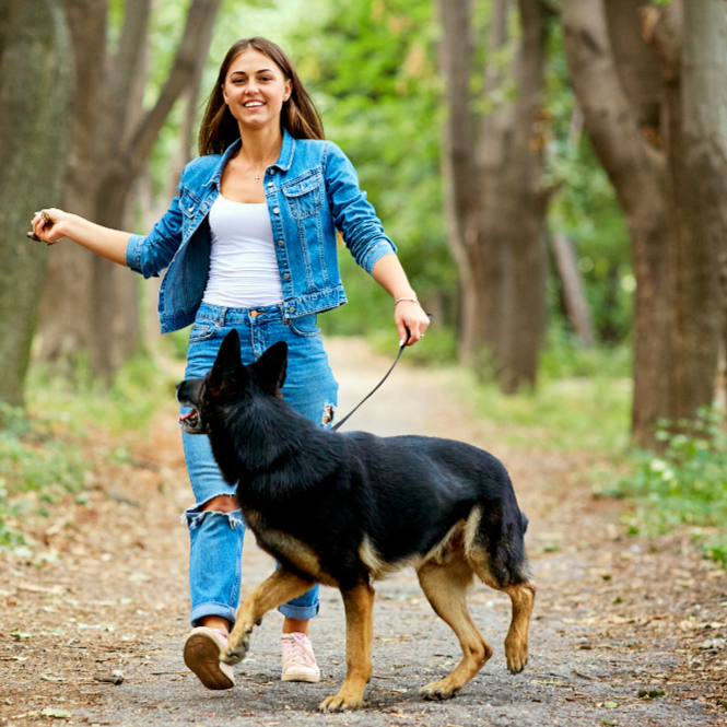 A photo of a woman happily walking a dog down a forest path, the dog is a german sheppard and is looking back at its owner watching her hand.