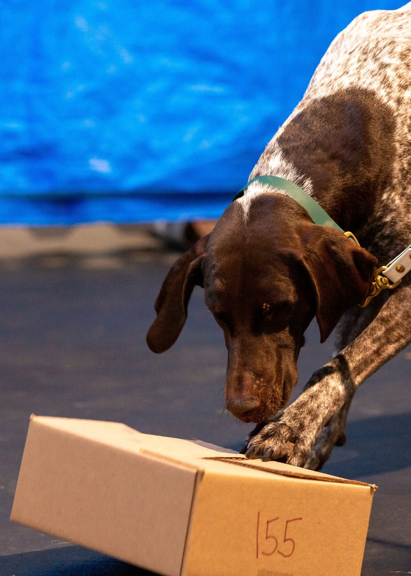 Dog learning scent detection, sniffing an item in a box