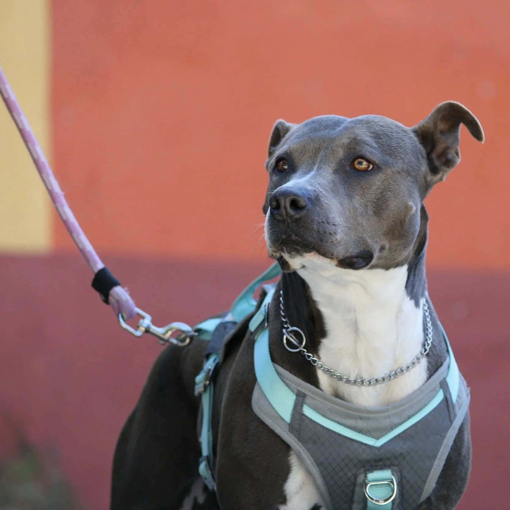 A photo of a dog wearing a harness and a relatively loose leash that goes off screen.
