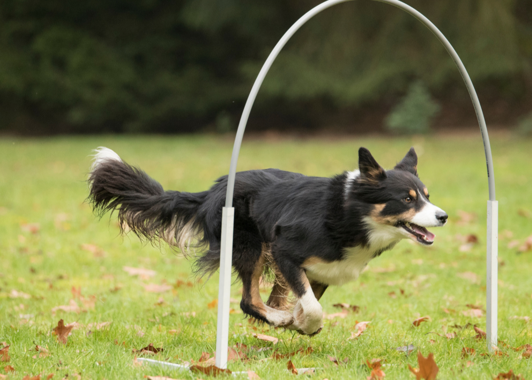 Photo of a dog running through an agility hoop