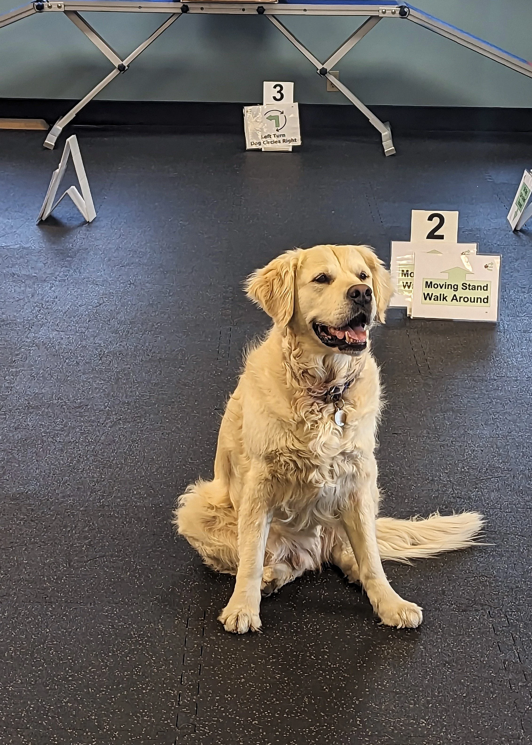 Golden retriever sitting in front of an indoor rally course