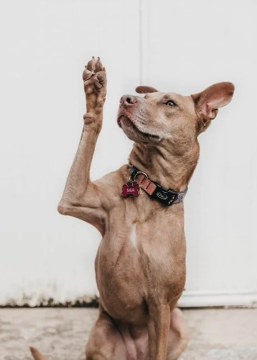 Photo of a dog reaching up with one paw