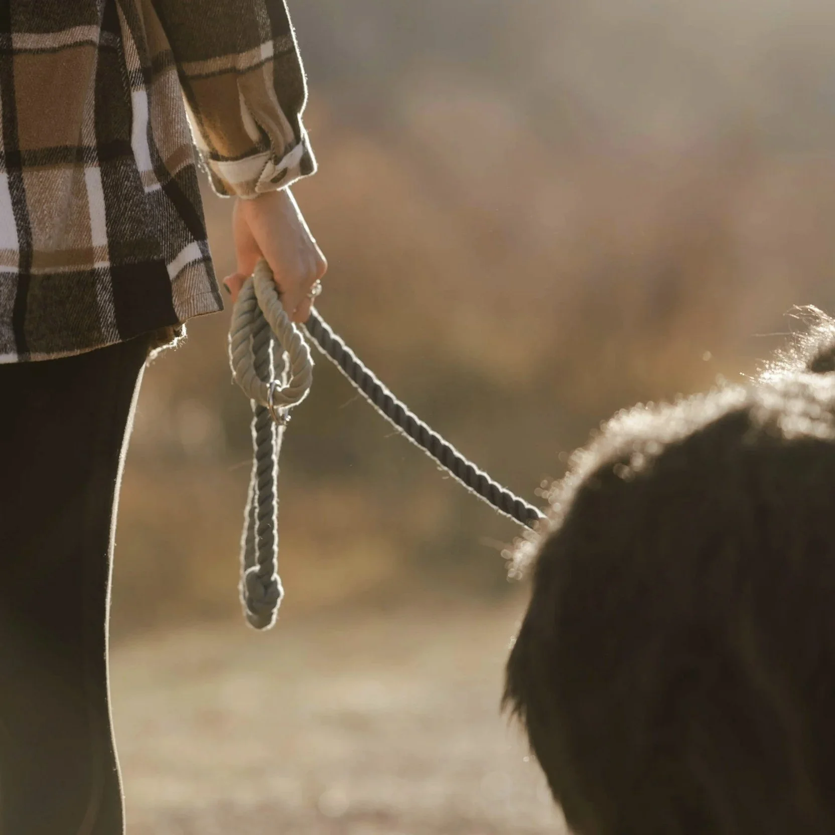 A photo of dog and person on a walk with the persons lightly holding the lead. The photo is cropped to focus on the lead.