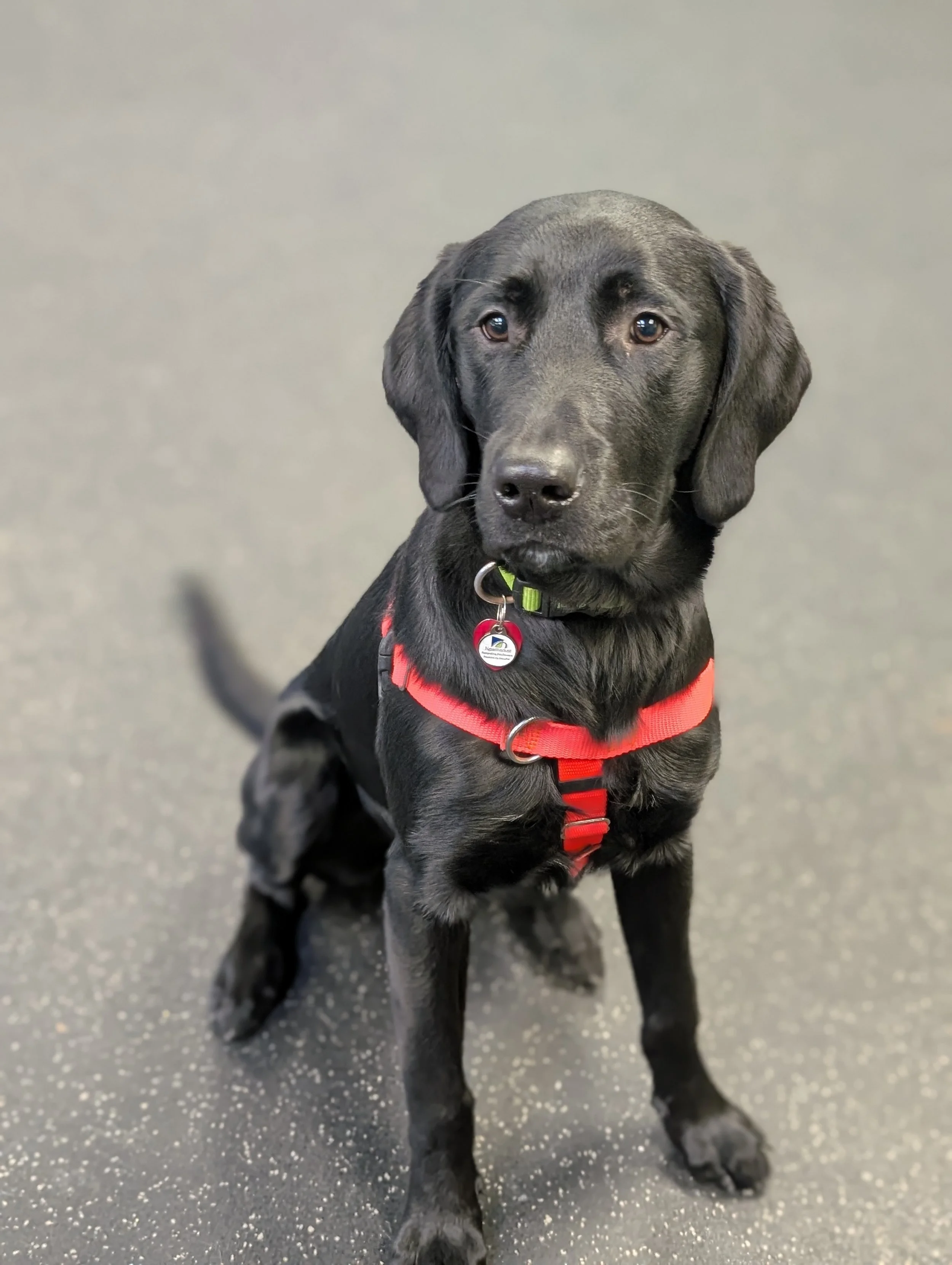 The Roller Coaster Ride of Adolescent Dogs: Hold on to Your Leash!