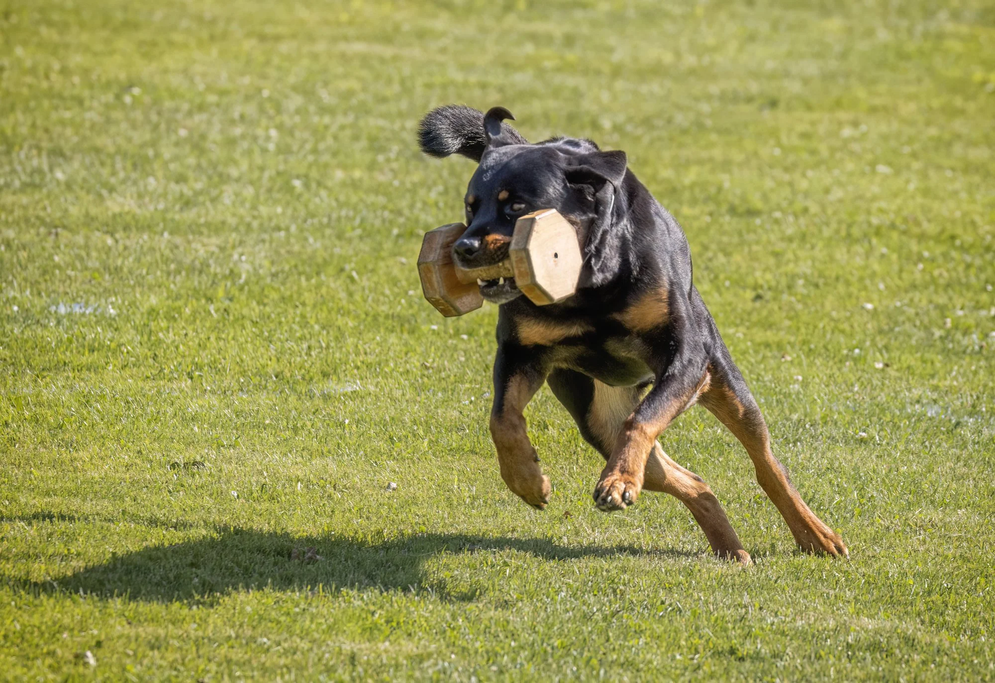 A photo of a dog running with a wooden barbell in its mouth