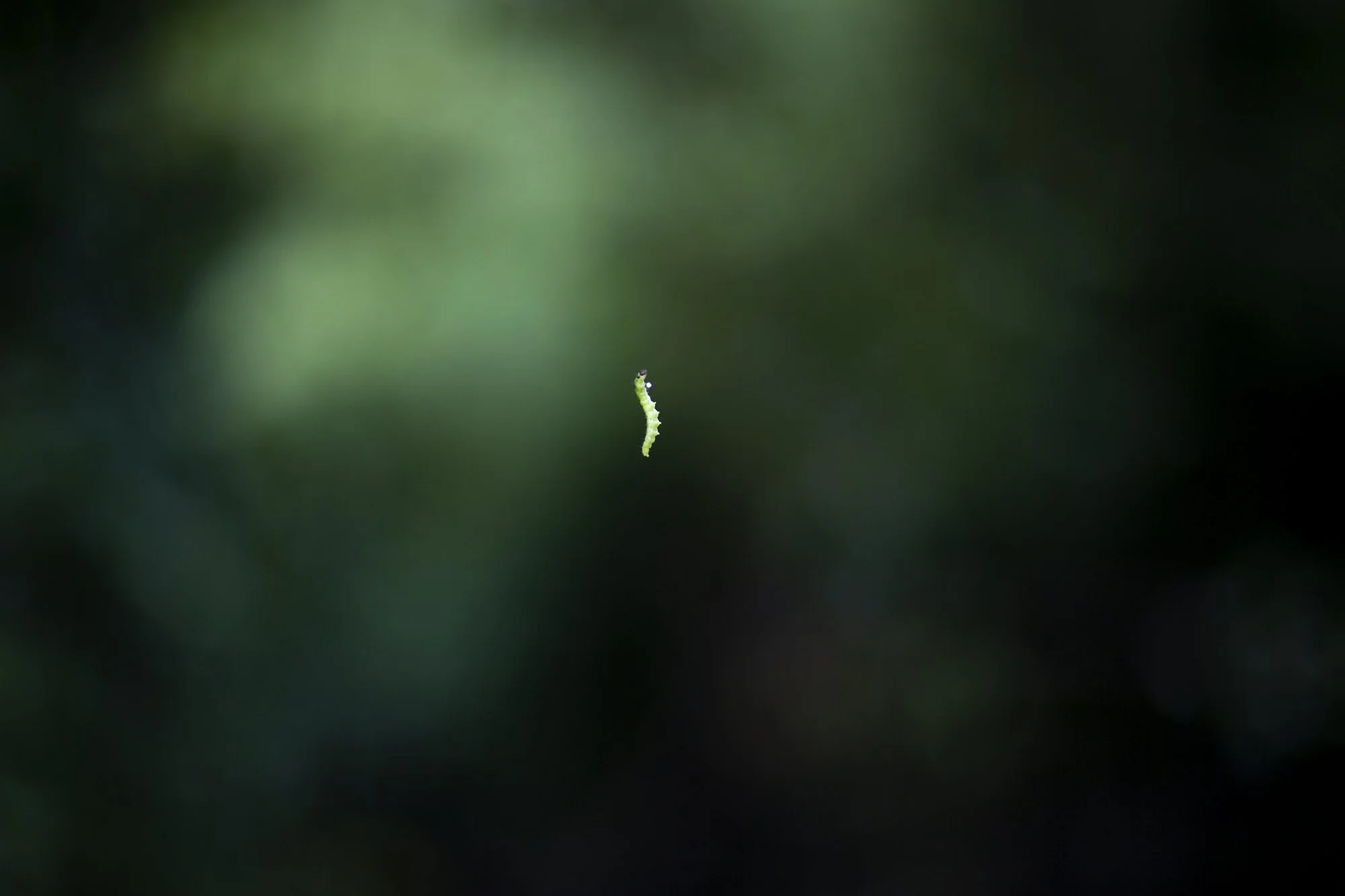 GHP_021.jpg