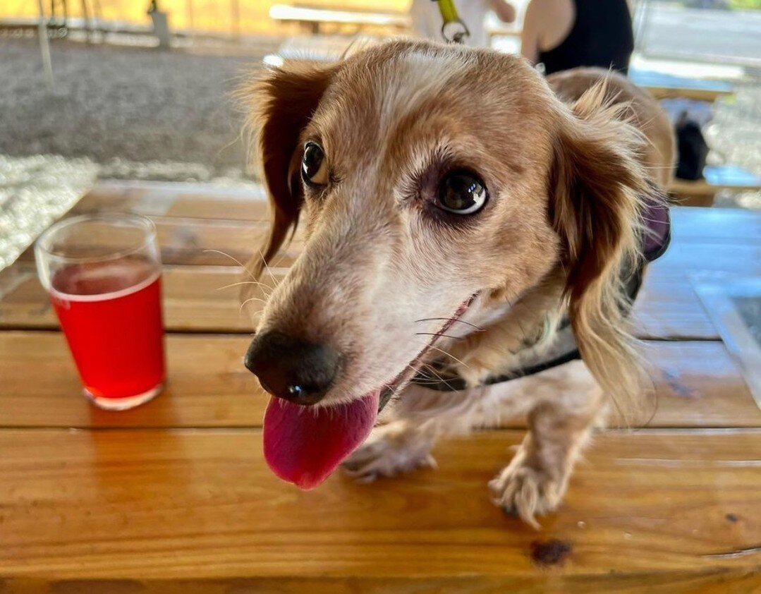 We're not usually a dancing-on-tables kind of spot, but we'll make a rare exception 😉 ⁠
Photo taken by @asmyth81 of Winnie the Dachshund in our beer garden.⁠
.⁠
.⁠
.⁠
#CaminoBrewing #dogsofinstagram #sanjose #dogsandbeer #beergarden #drinkbetterbeer