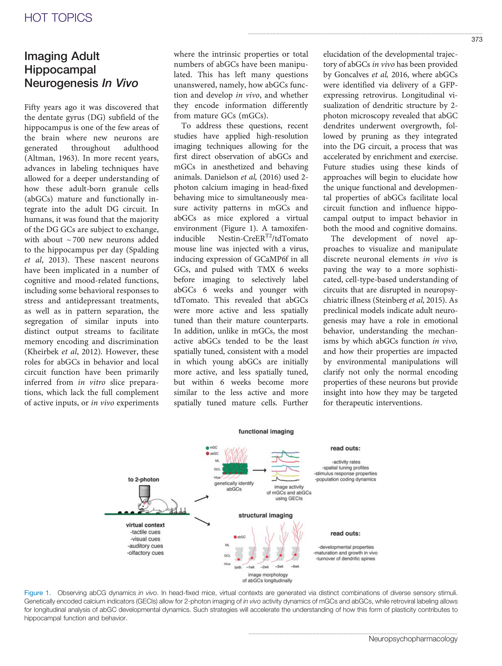 Imaging adult hippocampal neurogenesis in vivo
