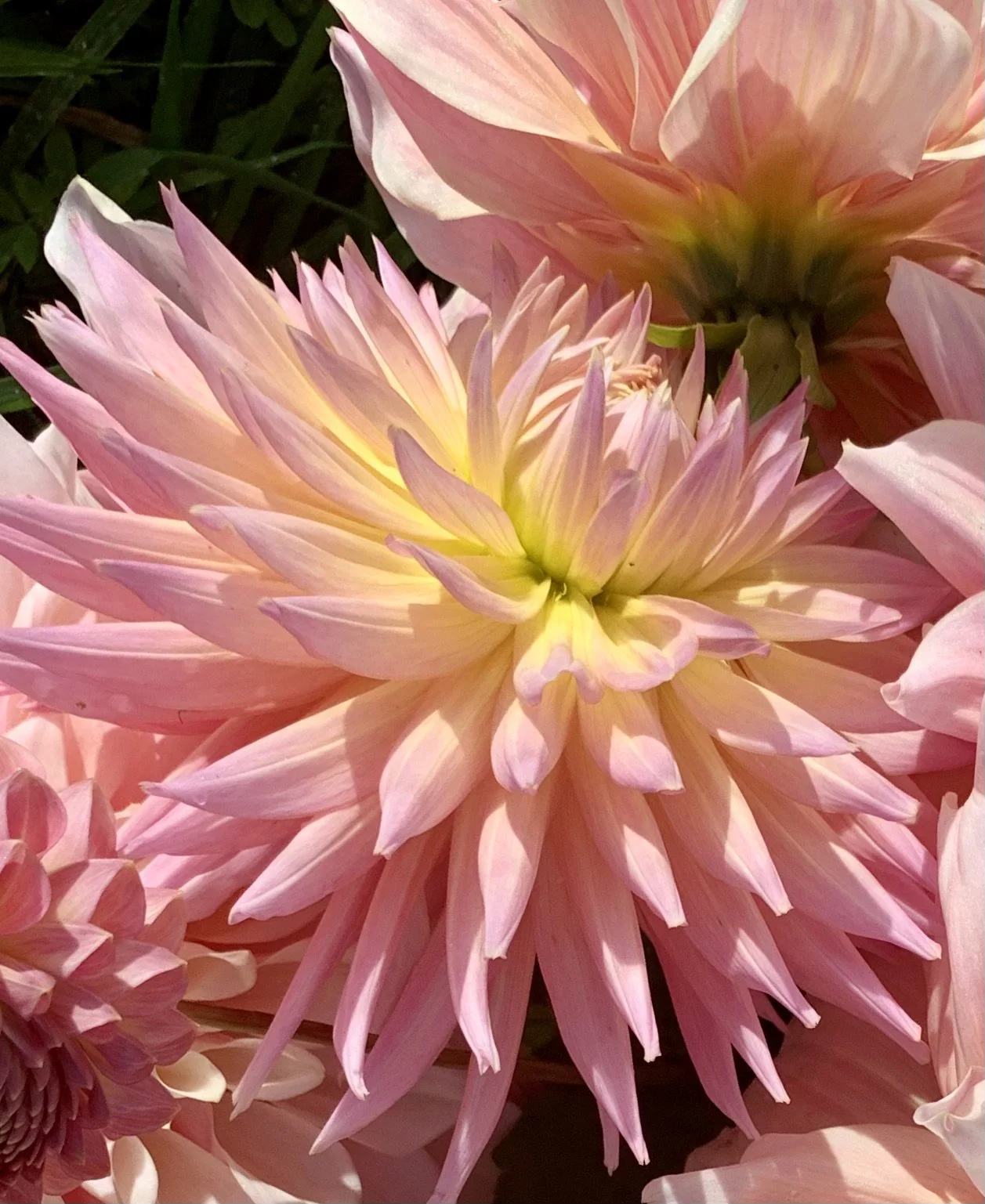 Shaggy Chic — Pure Indulgence Blooms