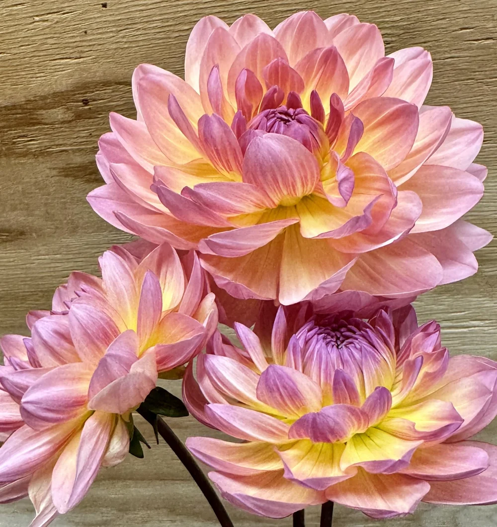 Sandia Bliss — Pure Indulgence Blooms