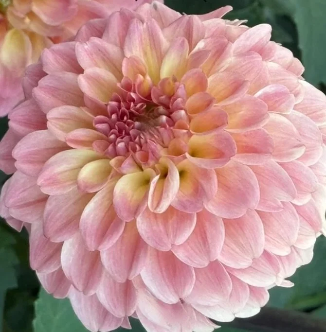 Image 2-19-26 at 9.57 PM.jpeg