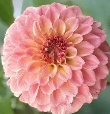 Image 2-19-26 at 10.00 PM.jpeg