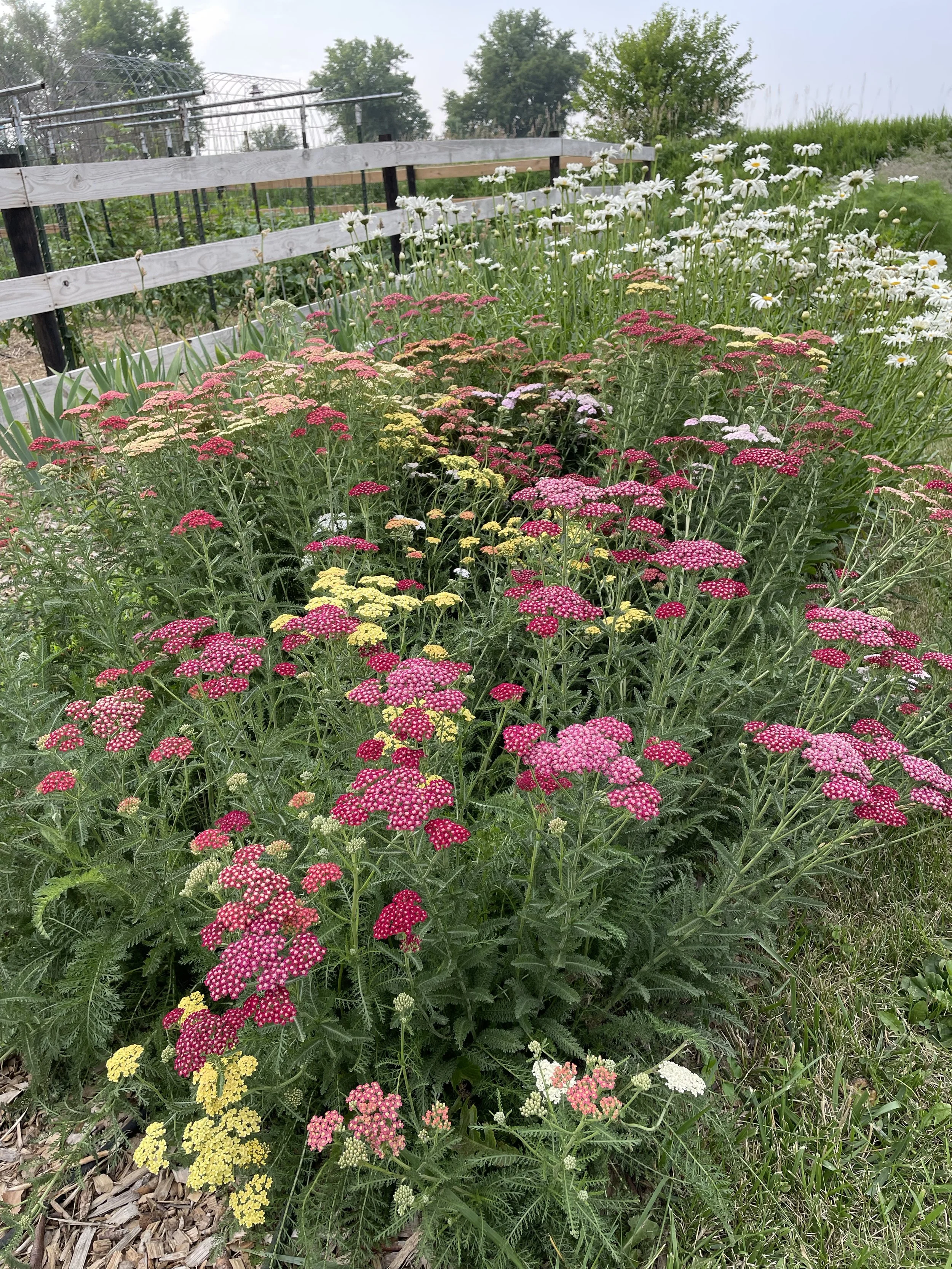 flowers.jpg