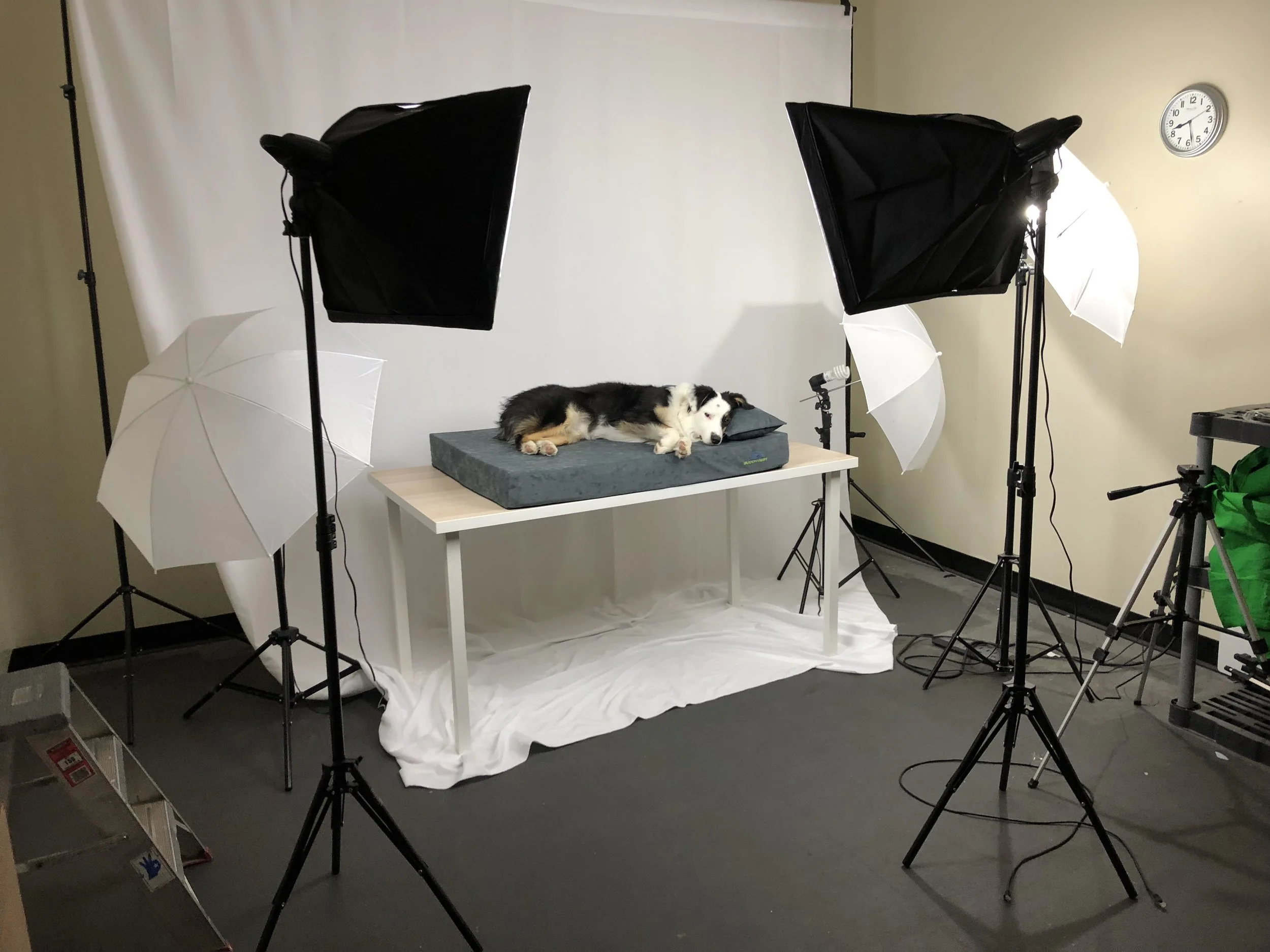 Trends in Pet Product Design: What to Expect at Global Pet Expo 2023