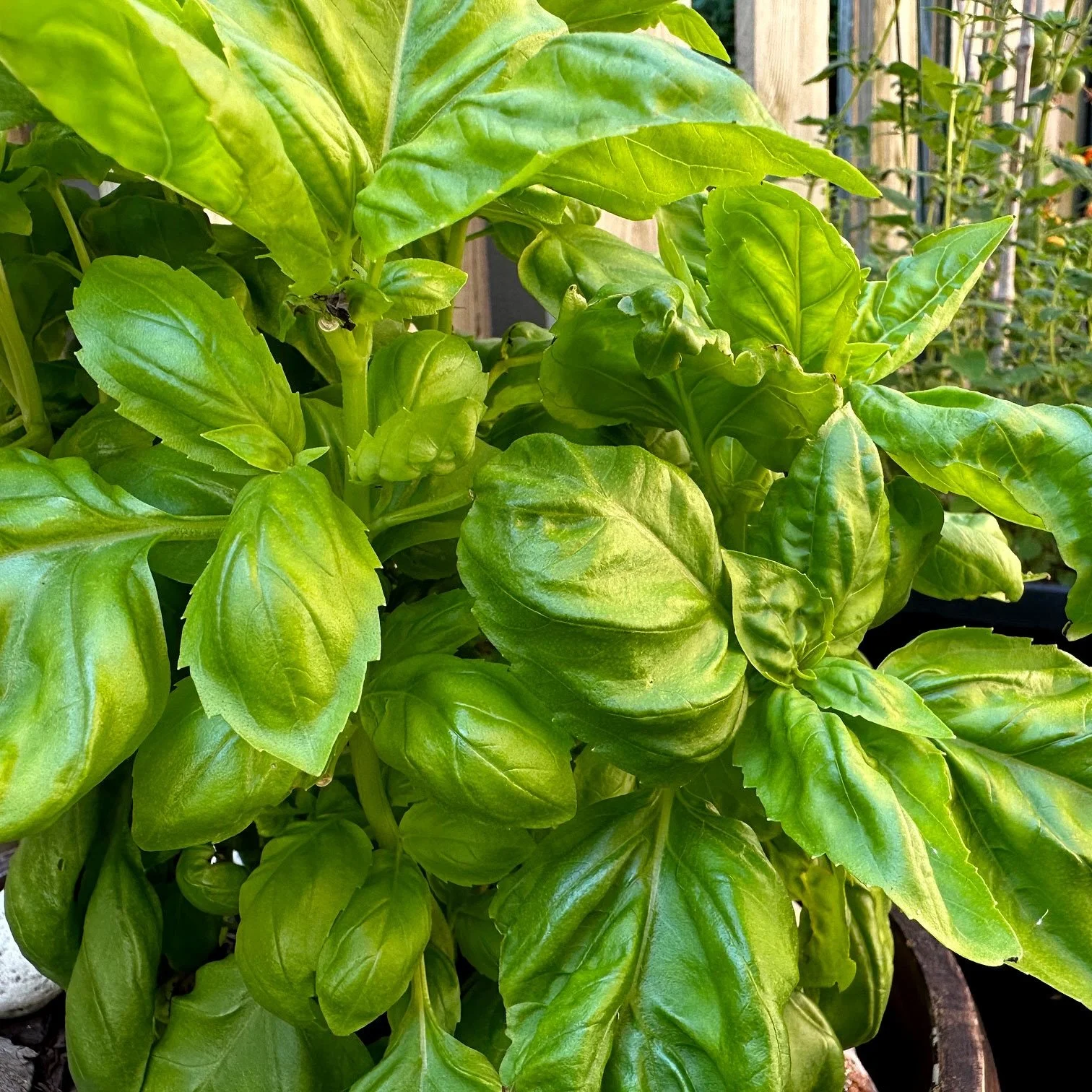 The Live-Fire Pantry: the spice rack every outdoor cook needs.

https://www.smokefiregrill.ca/blog/the-live-fire-pantry-the-spice-rack-every-outdoor-cook-needs

#livefirecooking #spicerack #outdoorcooking #spices #barbecuetips