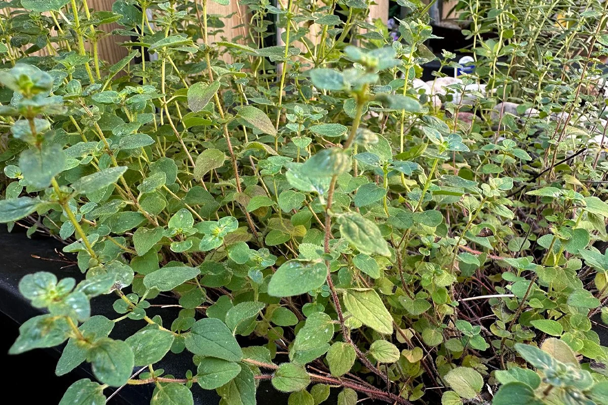 Oregano in the garden.