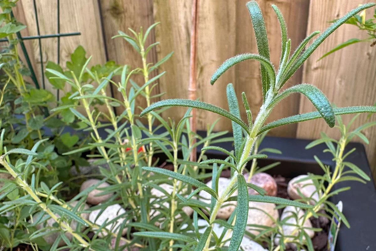 Rosemary in the garden.