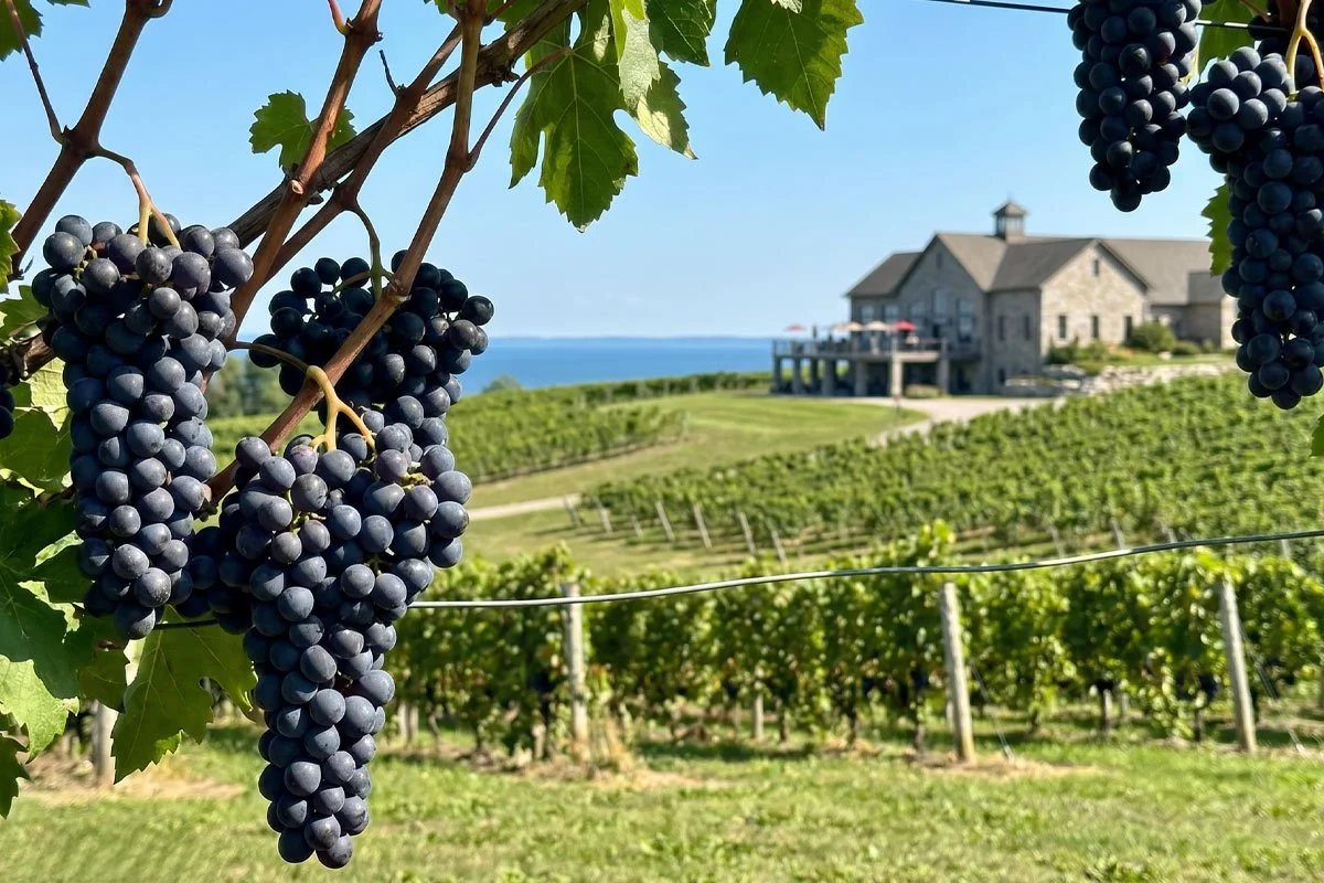 Pinot Noir grapes at a vineyard.
