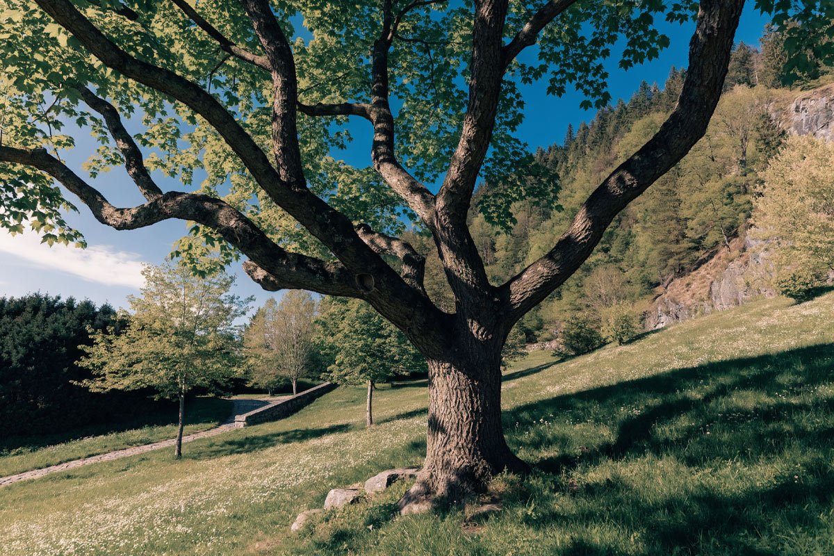 Norway Maple tree.