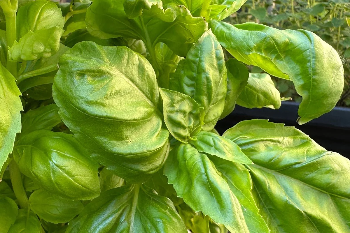 Basil in the garden.