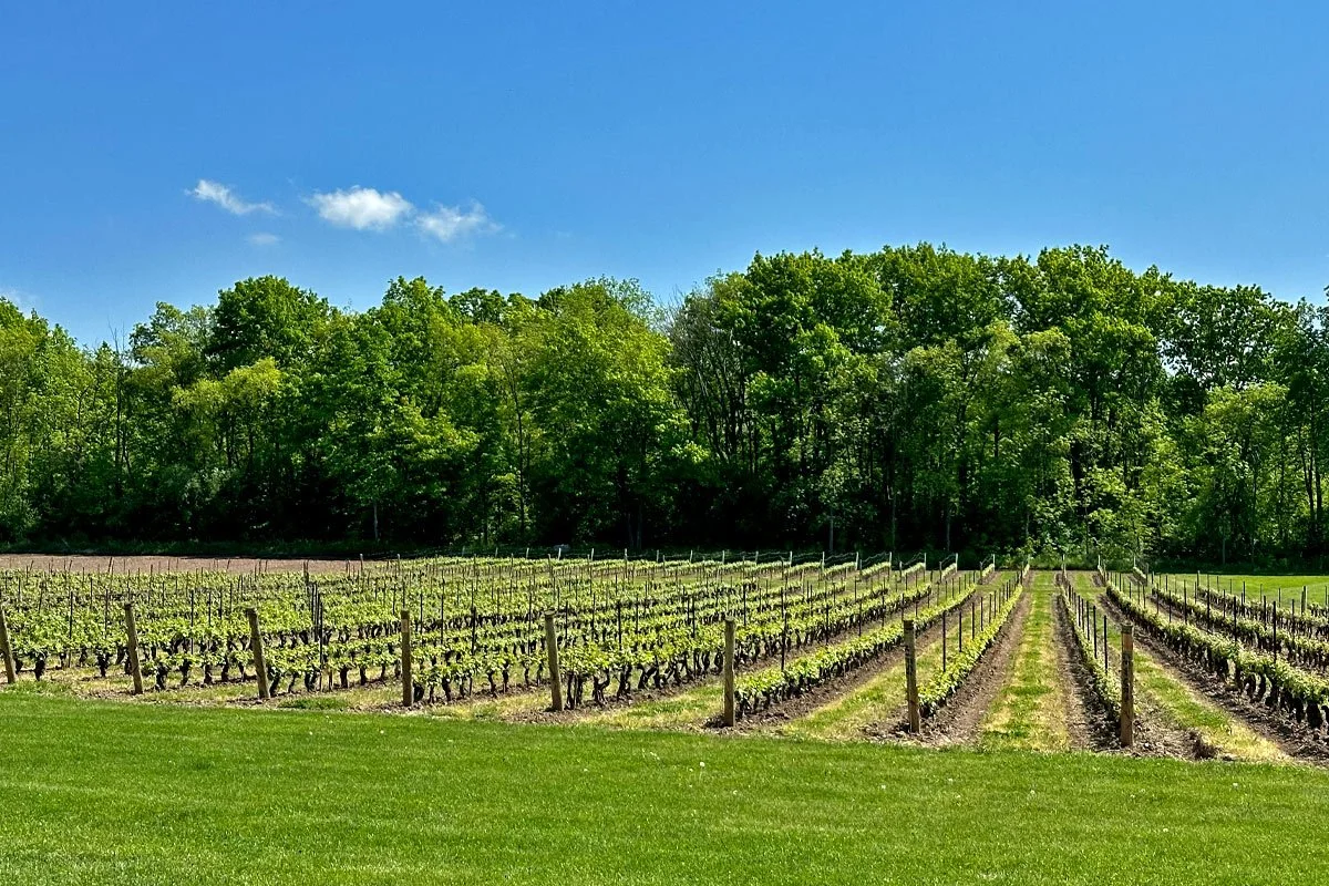 Grapes vines at a Niagara winery.