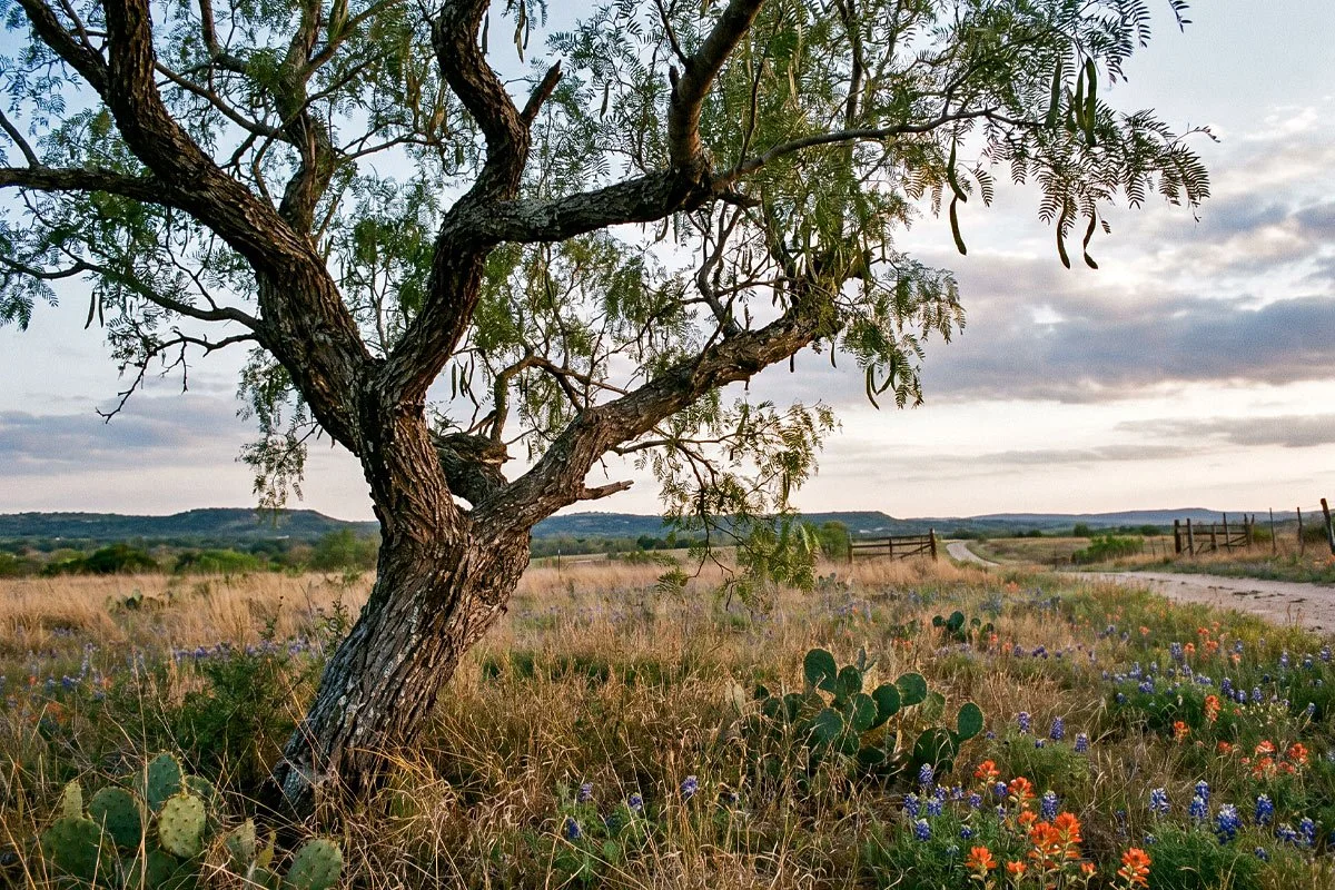 Mesquite tree growing in a Texas field.