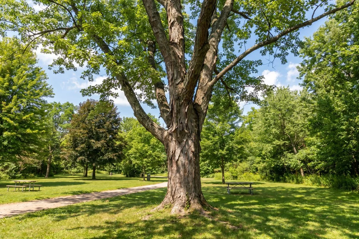 Shagbark Hickory tree, Ontario.