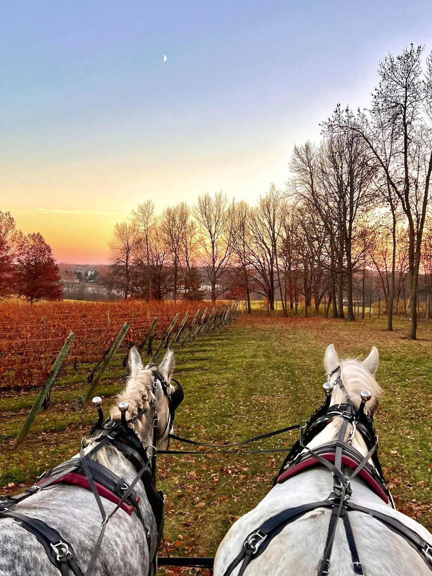 Fall horse Rides