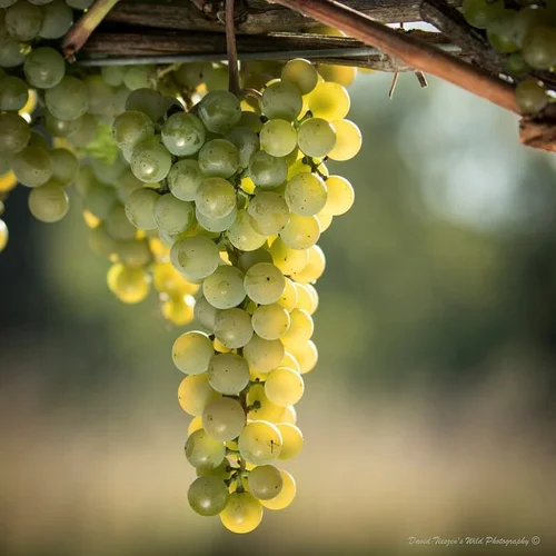 Ann River Winery