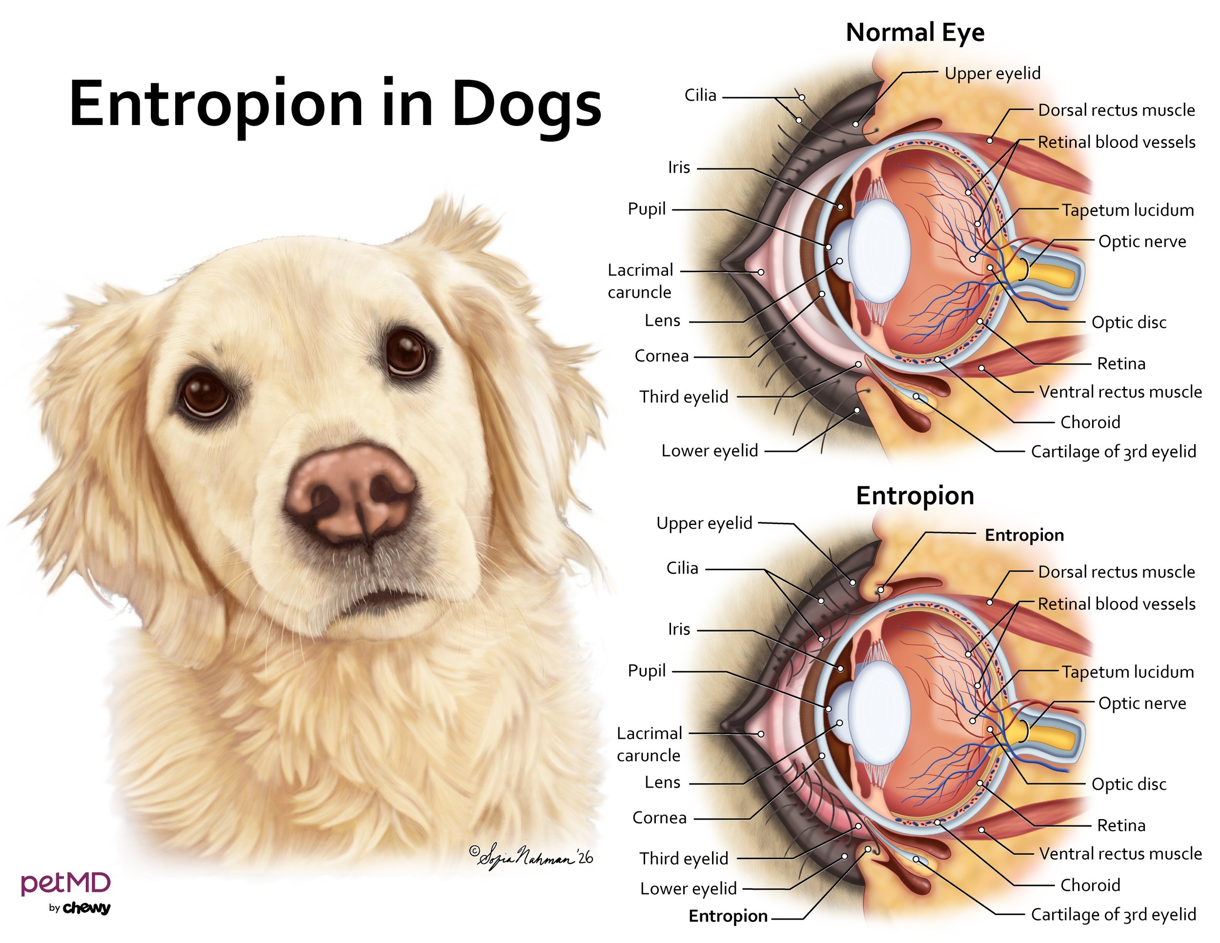Entropion in Dogs.jpg