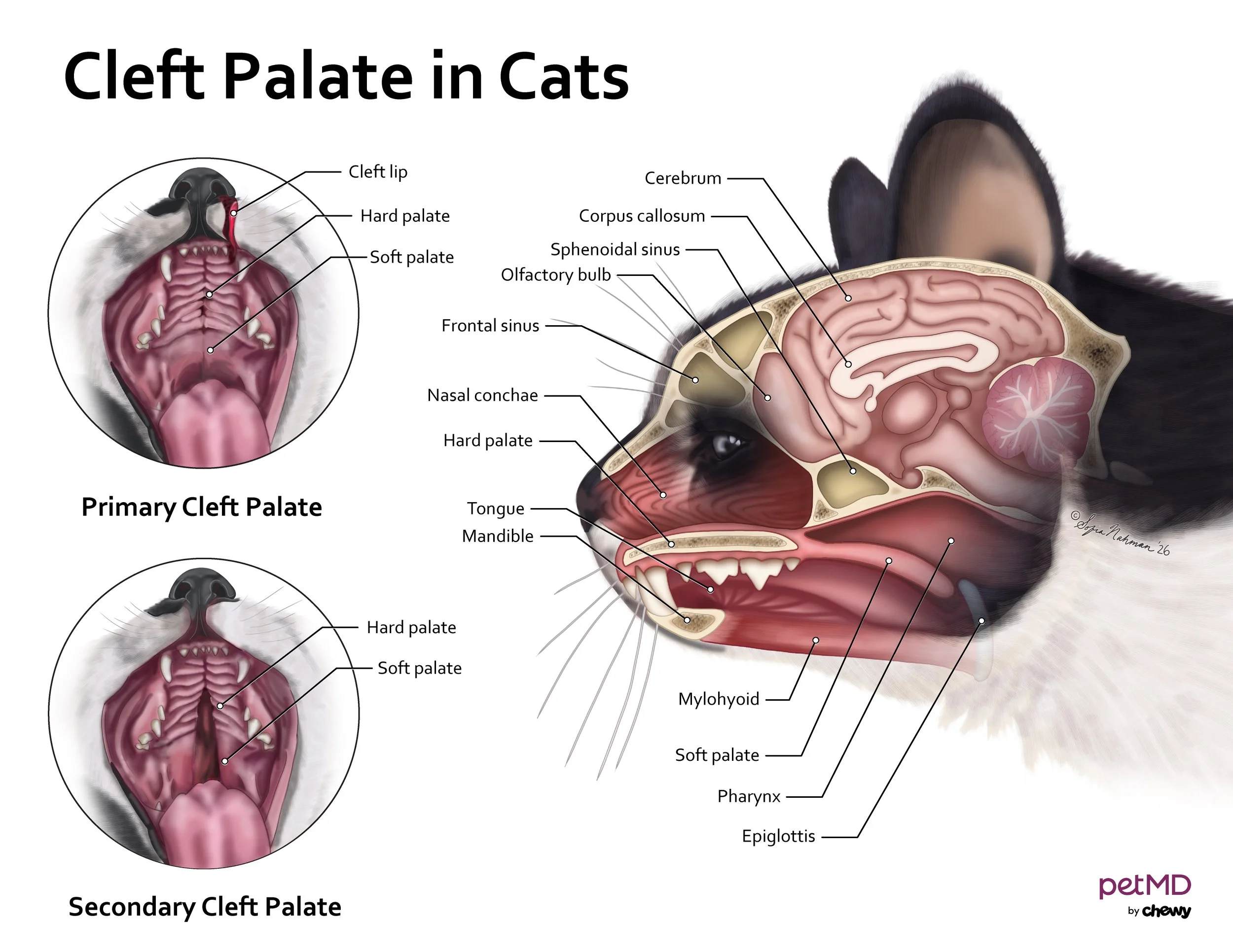 Cleft Palate in Cats.jpg