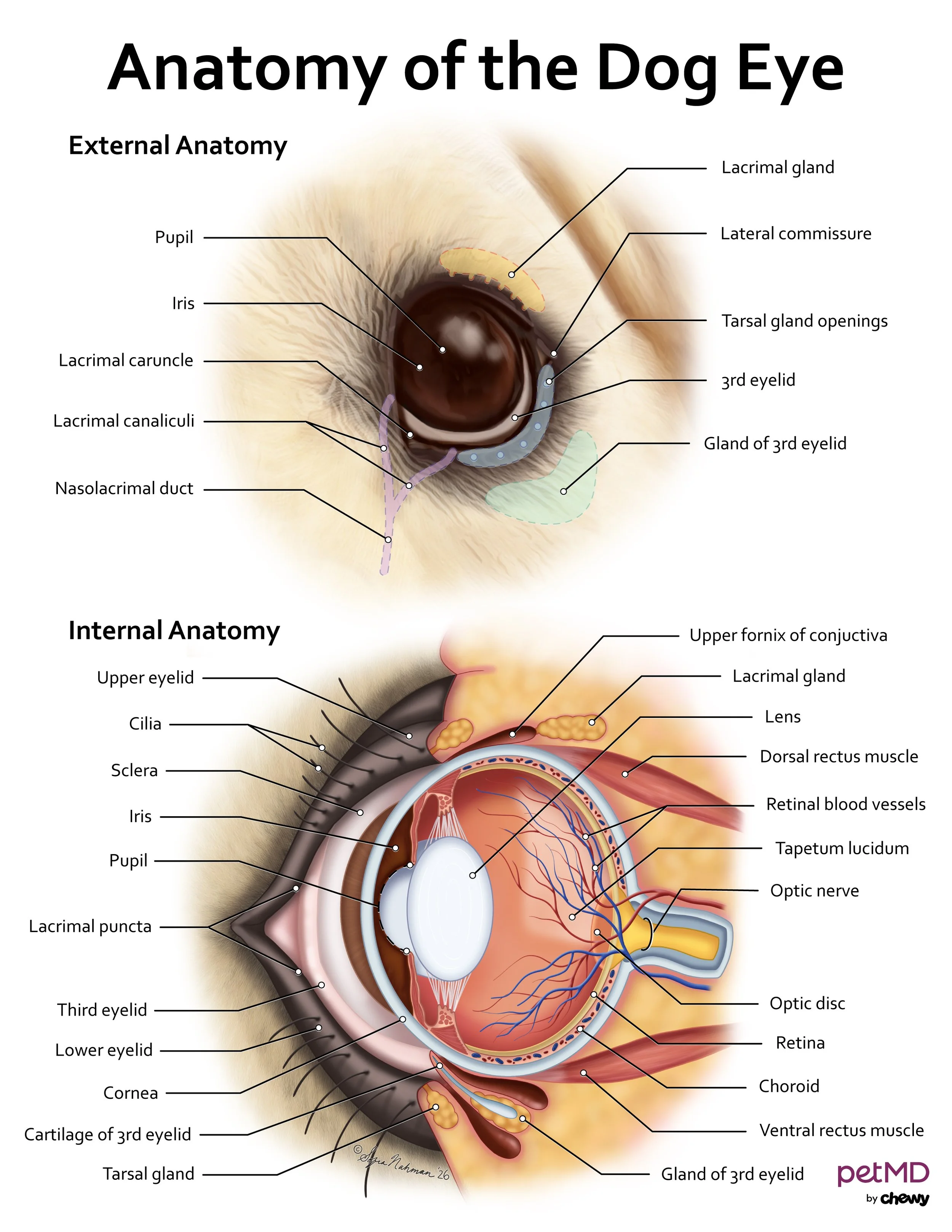 Dog Eye Anatomy.jpg