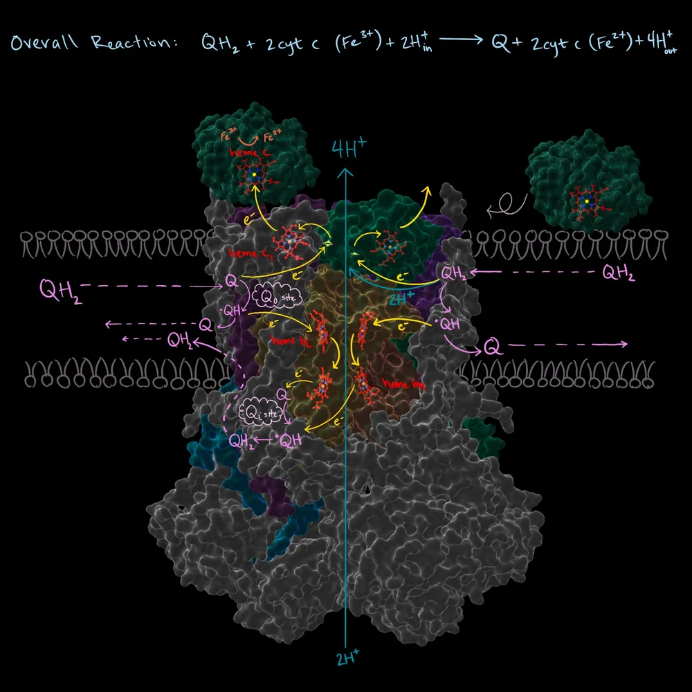 Complexe 3 Complex III — Squid Ink Illustration