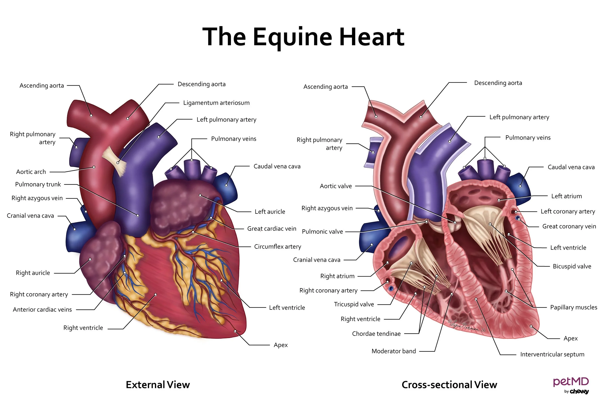 Heart Murmurs in Horses.jpg
