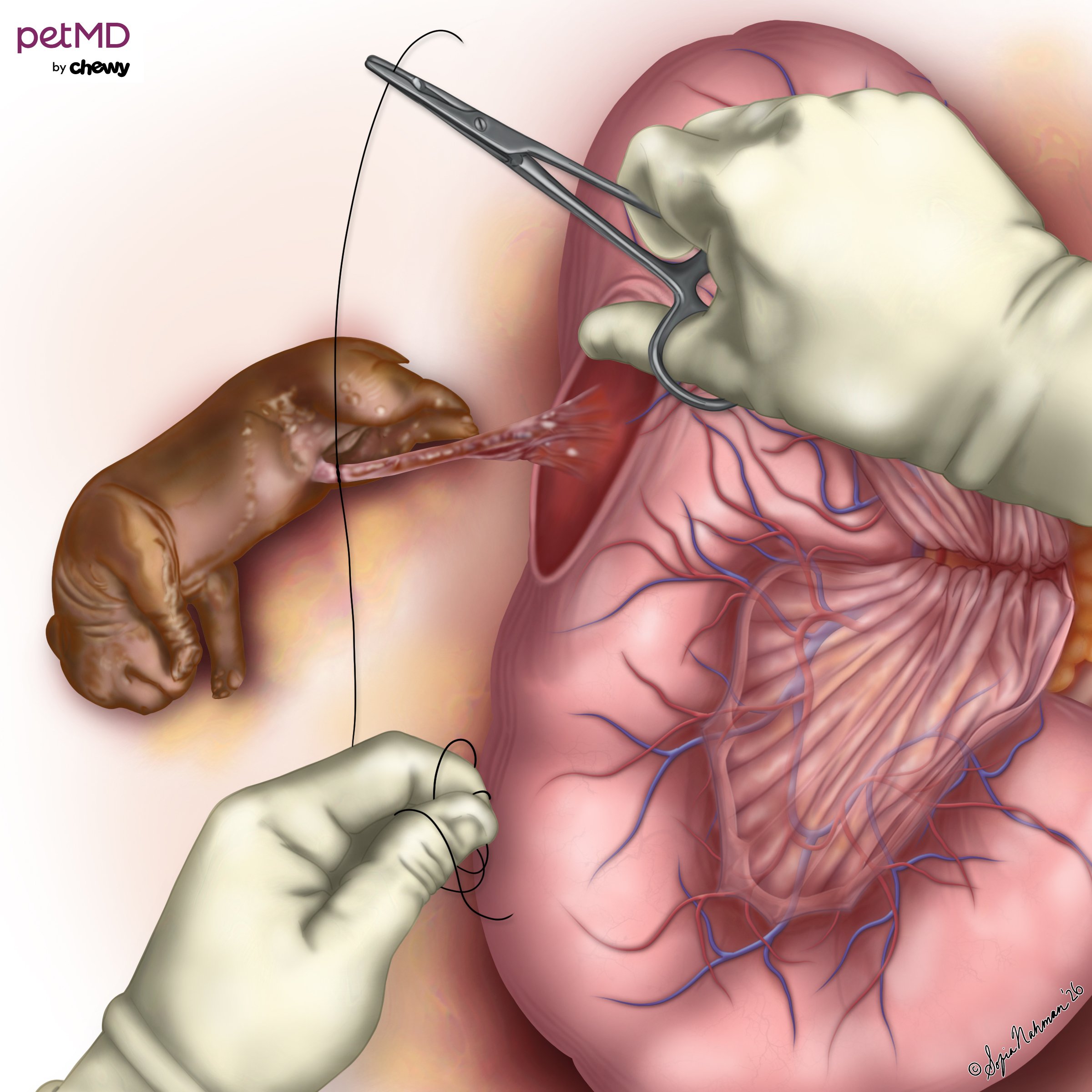 Illustration demonstrating ligation of the umbilical cord from a surgical series on performing c-sections in dogs. Created for Chewy/PetMD.