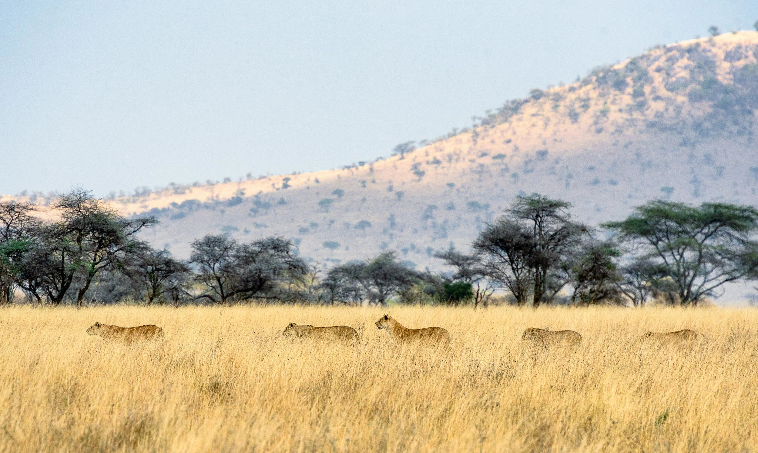 Safari in Serengeti National Park, Tanzania