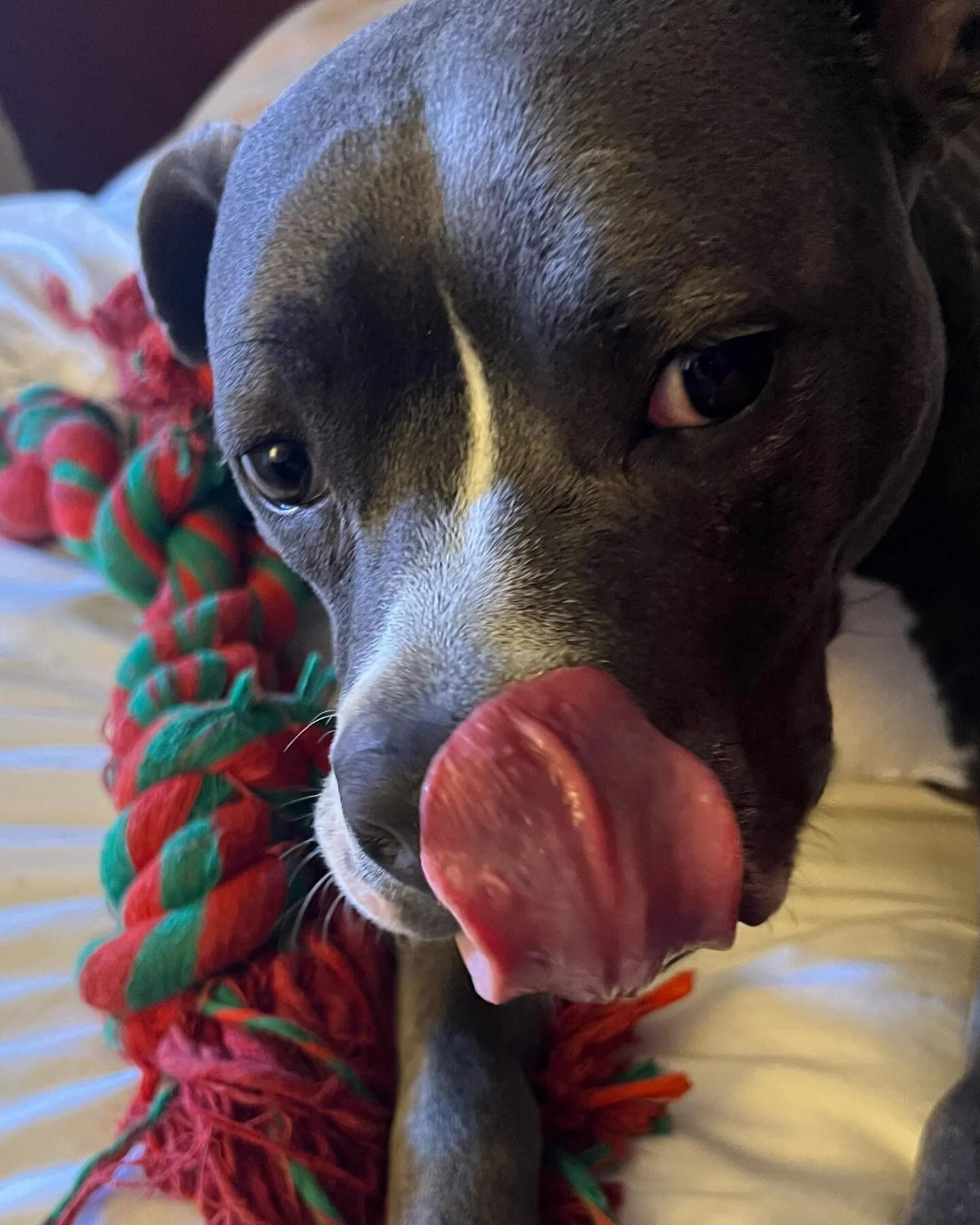 Baby is such a sweet girl #royaloakdogwalkers #royaloakdogs #roversitter #roverdogsitter #petsitterlife #petsitters #dogboardingbusiness #dogboarder #dogboarding