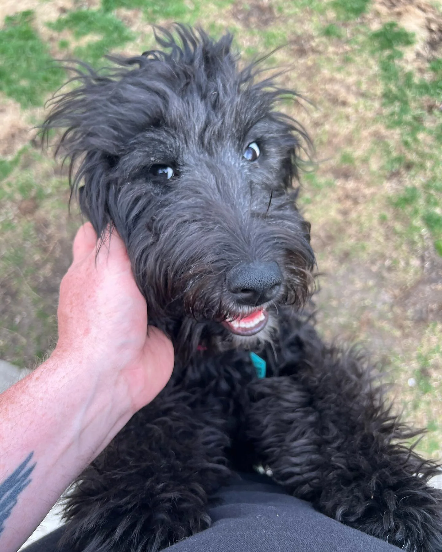 Iggy and Millie so sweet and so fun!! #petsitting #petsitter #dogwalking #dogwalker #dogsofinstagram #dogs #pets #dog #dogsitting #petsitterlife #dogsitter #doglover #petcare  #dogoftheday #dogboarding #catsofinstagram #petsofinstagram #dogstagram #p